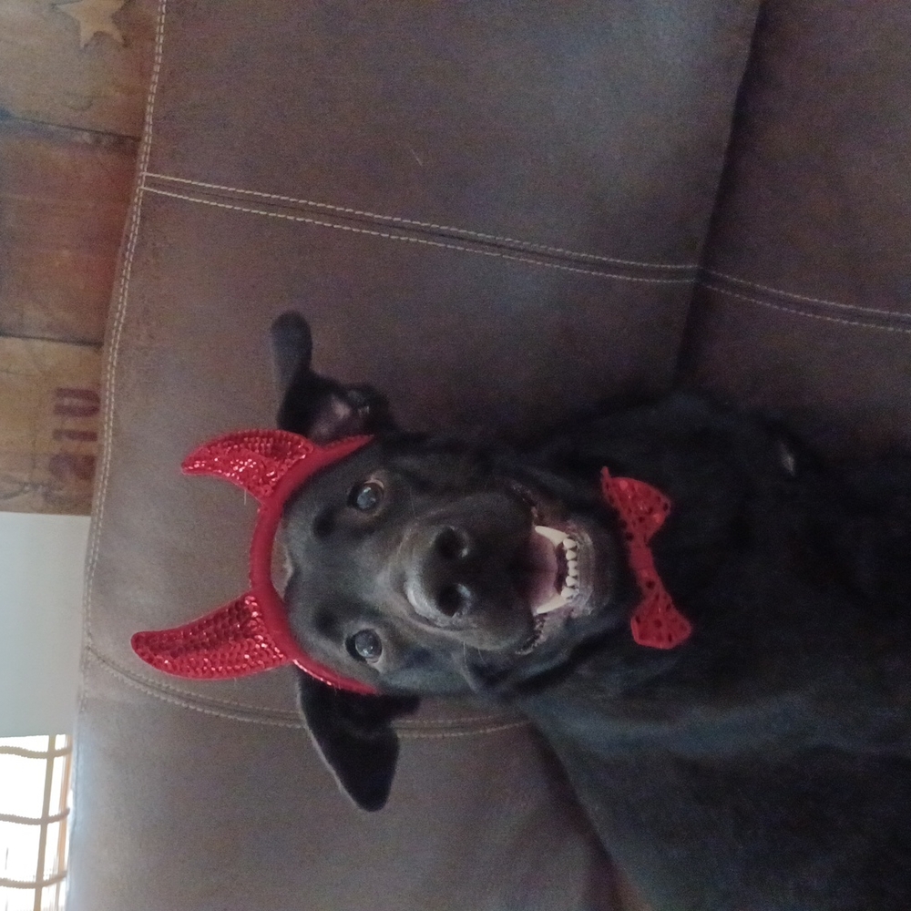 Small Medium large dog costume Halloween devil red holiday